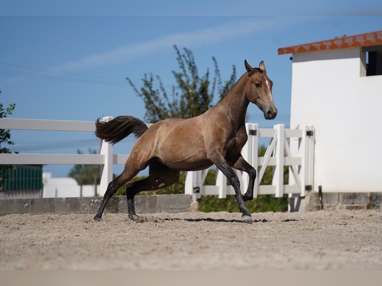 Lusitano Giumenta 4 Anni 162 cm Grigio rossastro in Agua Derramada