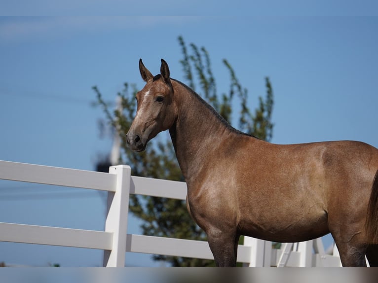 Lusitano Giumenta 4 Anni 162 cm Grigio rossastro in Agua Derramada