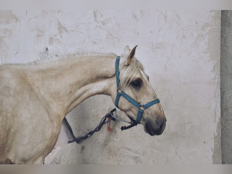 Lusitano Giumenta 4 Anni 162 cm Perlino in Pedrinya (Ajuntament Crespia)