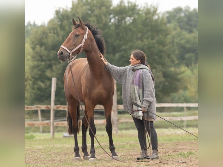 Lusitano Giumenta 4 Anni 164 cm Baio in Thyrow