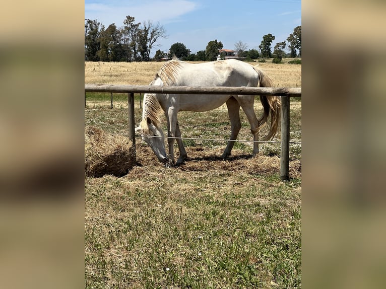 Lusitano Giumenta 4 Anni 165 cm Cremello in Latina