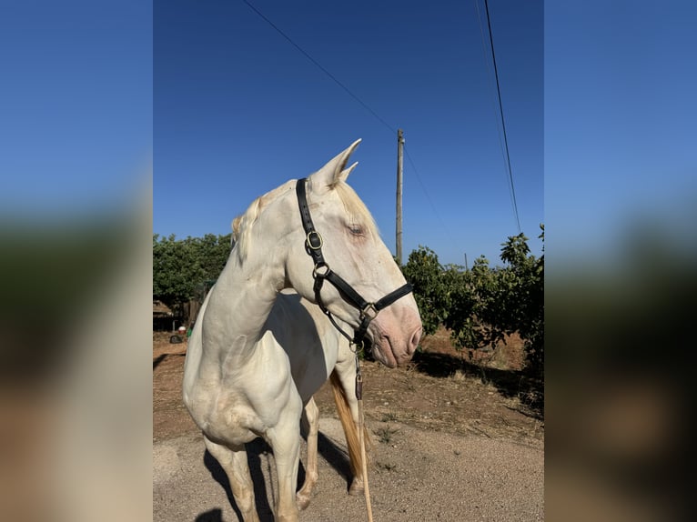 Lusitano Giumenta 4 Anni 166 cm Cremello in Olheiros