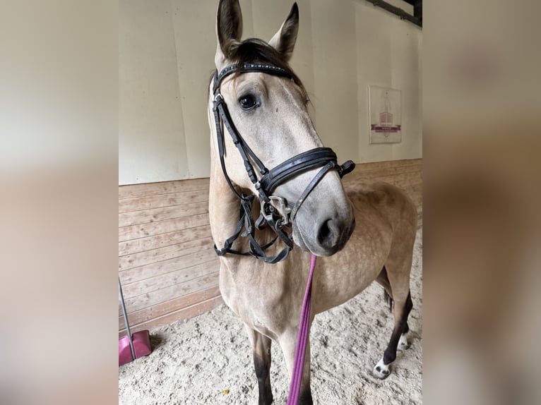 Lusitano Giumenta 4 Anni 166 cm Falbo in Perchtoldsdorf