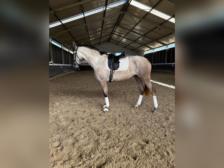 Lusitano Giumenta 4 Anni 167 cm Grigio in Rio Maior