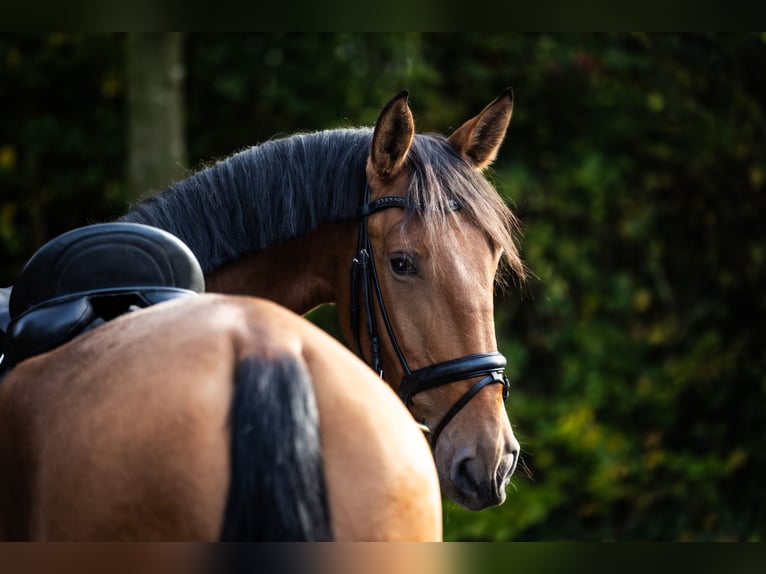 Lusitano Giumenta 4 Anni 168 cm Baio in Borken