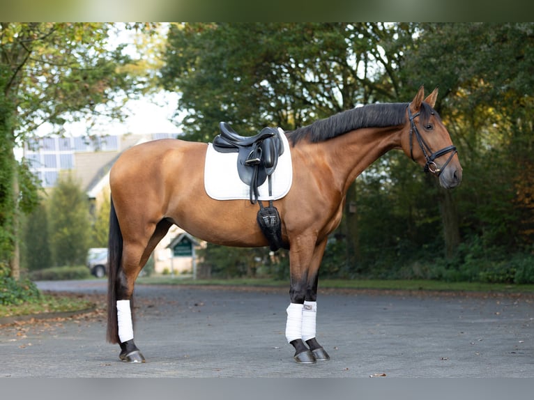 Lusitano Giumenta 4 Anni 168 cm Baio in Borken