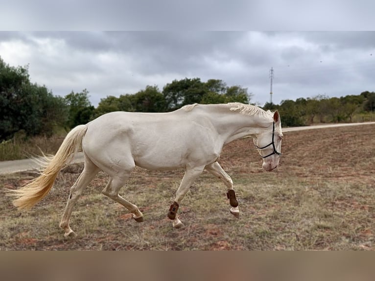 Lusitano Giumenta 4 Anni 168 cm Cremello in Olheiros