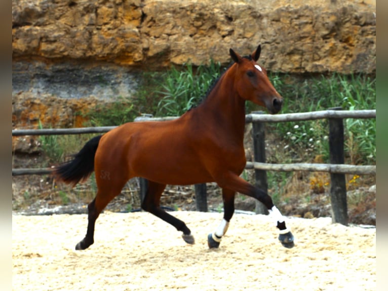 Lusitano Giumenta 4 Anni 170 cm Baio in Ribamar