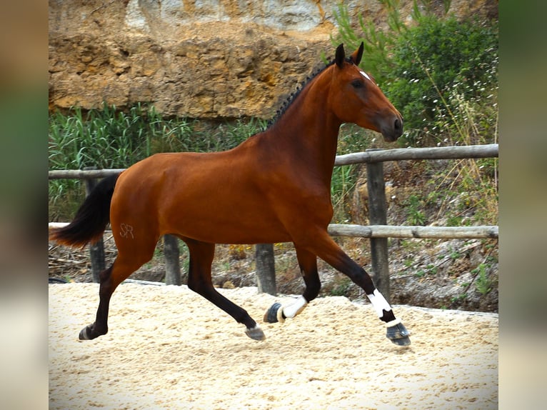 Lusitano Giumenta 4 Anni 170 cm Baio in Ribamar