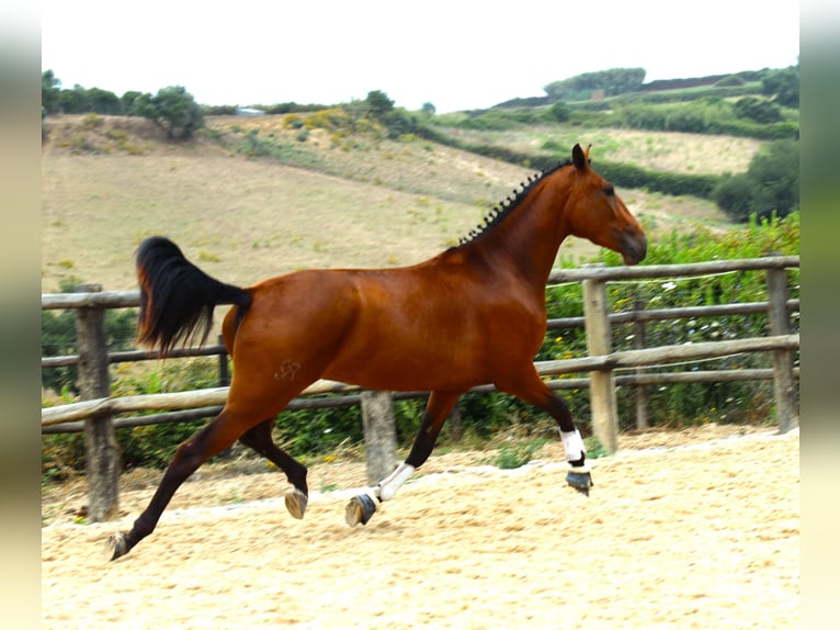 Lusitano Giumenta 4 Anni 170 cm Baio in Ribamar