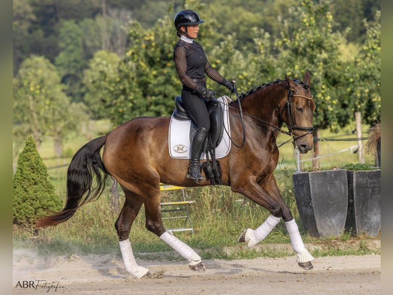 Lusitano Giumenta 4 Anni 170 cm Pelle di daino in Allensbach