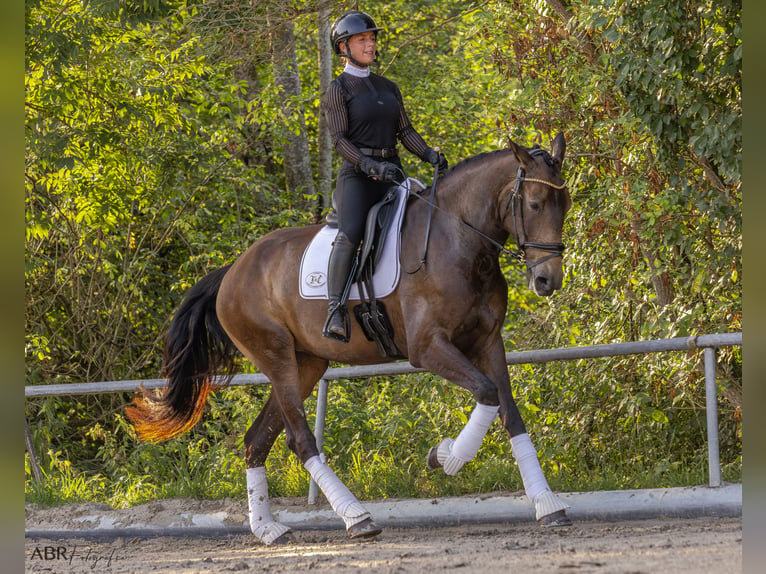 Lusitano Giumenta 4 Anni 170 cm Pelle di daino in Allensbach