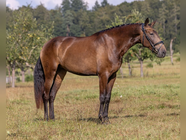 Lusitano Giumenta 4 Anni 170 cm Pelle di daino in Allensbach