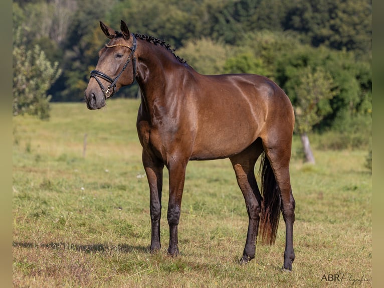 Lusitano Giumenta 4 Anni 170 cm Pelle di daino in Allensbach