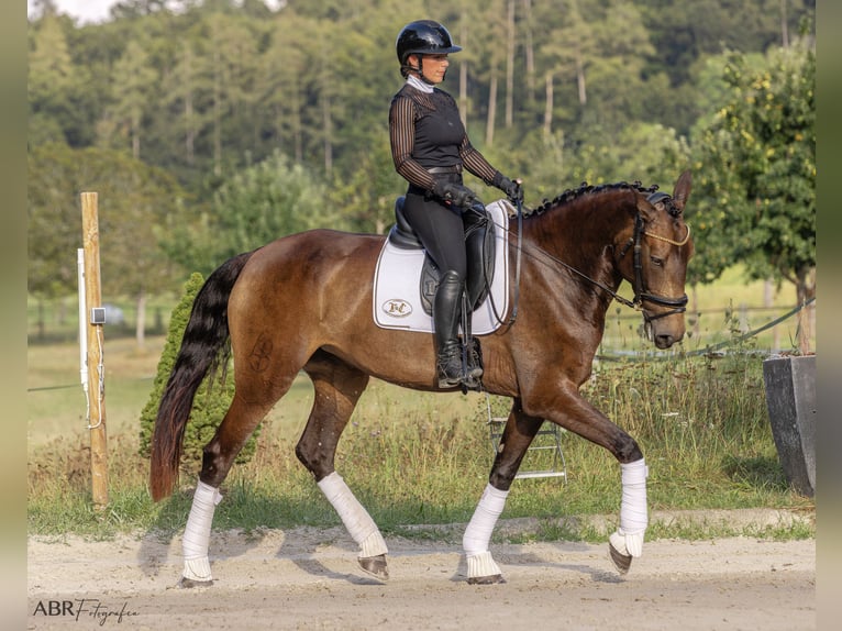 Lusitano Giumenta 4 Anni 170 cm Pelle di daino in Allensbach