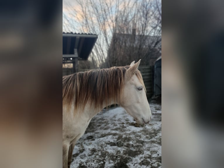 Lusitano Mix Giumenta 5 Anni 147 cm Champagne in R&#xF6;dinghausen