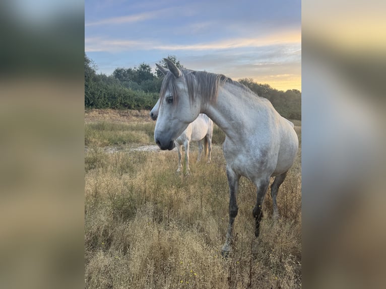 Lusitano Giumenta 5 Anni 150 cm Può diventare grigio in Coruche