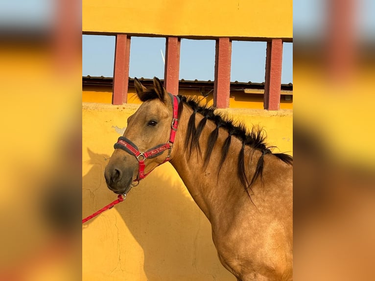 Lusitano Giumenta 5 Anni 151 cm Pelle di daino in Chiclana de la Frontera