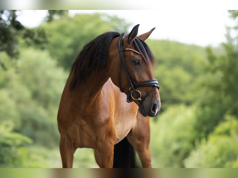 Lusitano Giumenta 5 Anni 153 cm Baio in Windhagen