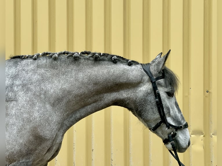 Lusitano Giumenta 5 Anni 155 cm Grigio ferro in Würzburg