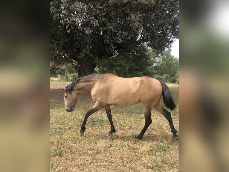 Lusitano Giumenta 5 Anni 156 cm Falbo in El Escorial