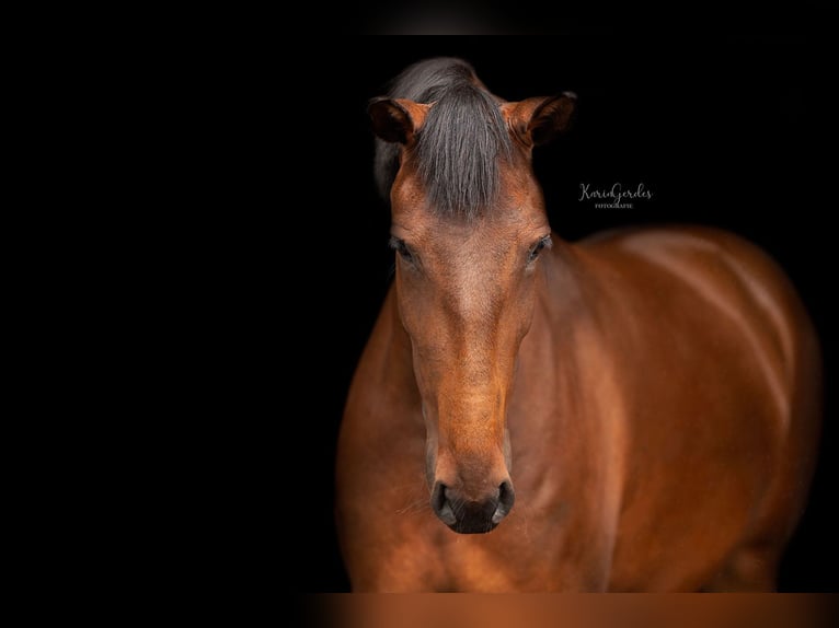 Lusitano Giumenta 5 Anni 157 cm Baio in Mussel