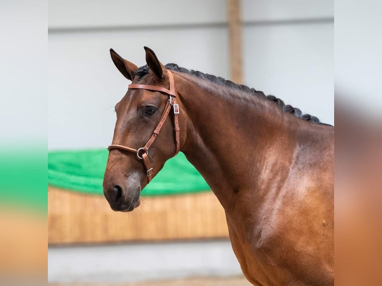 Lusitano Giumenta 5 Anni 157 cm Baio in Mussel