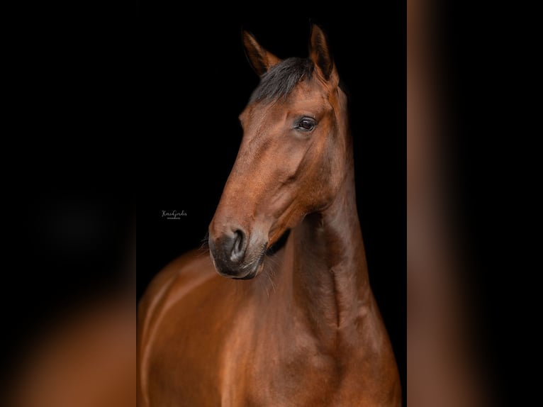 Lusitano Giumenta 5 Anni 157 cm Baio in Mussel