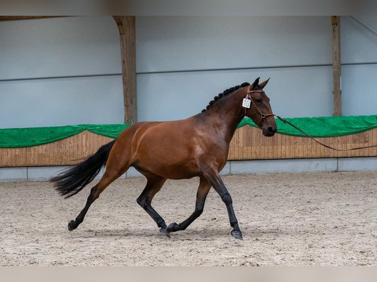 Lusitano Giumenta 5 Anni 157 cm Baio in Mussel