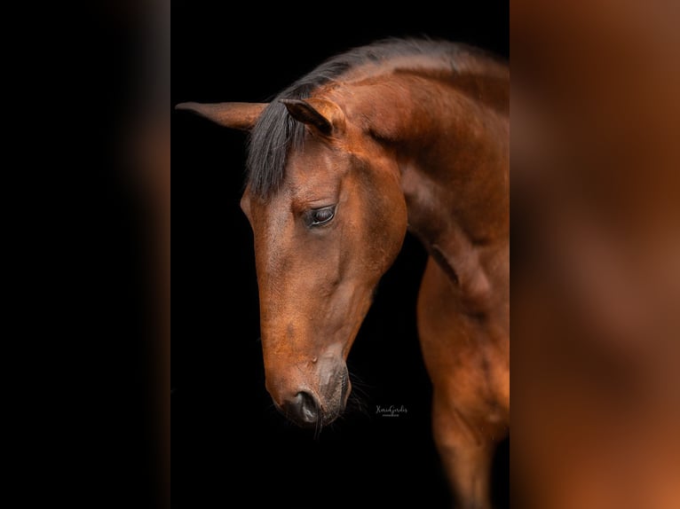 Lusitano Giumenta 5 Anni 157 cm Baio in Mussel