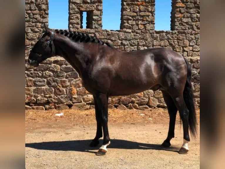 Lusitano Giumenta 5 Anni 157 cm Pelle di daino in Idanha-A-Nova