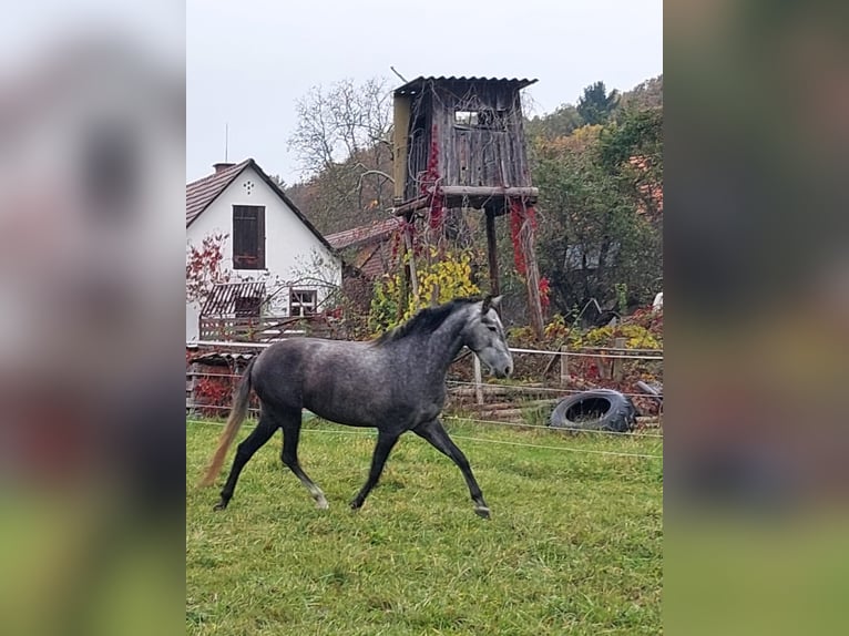 Lusitano Giumenta 5 Anni 159 cm  in Weinburg