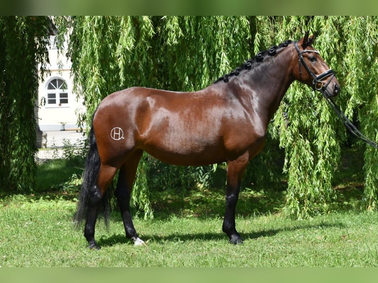 Lusitano Giumenta 5 Anni 160 cm Baio in Reichling