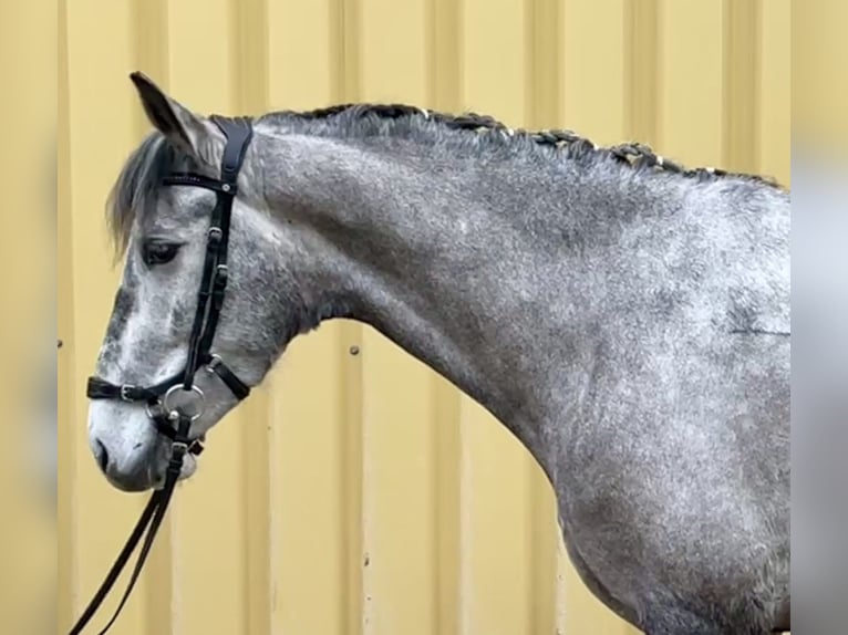 Lusitano Giumenta 5 Anni 160 cm Grigio ferro in Würzburg