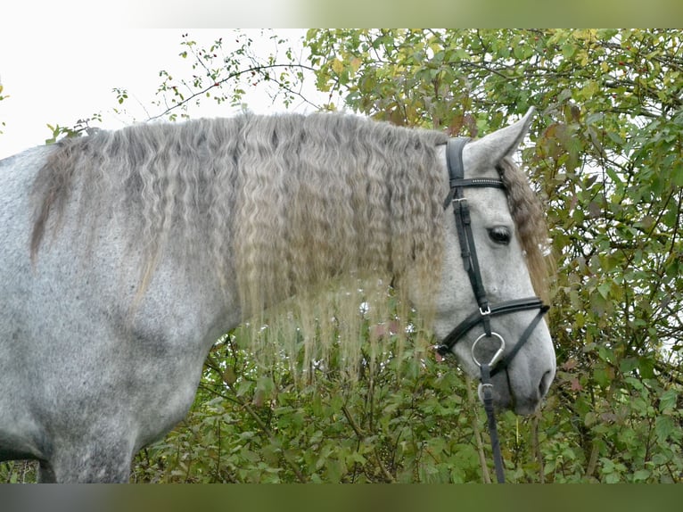 Lusitano Mix Giumenta 5 Anni 160 cm Leardo in W&#xFC;rzburg