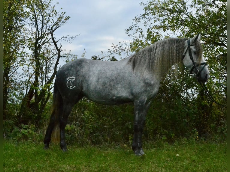 Lusitano Mix Giumenta 5 Anni 160 cm Leardo in W&#xFC;rzburg