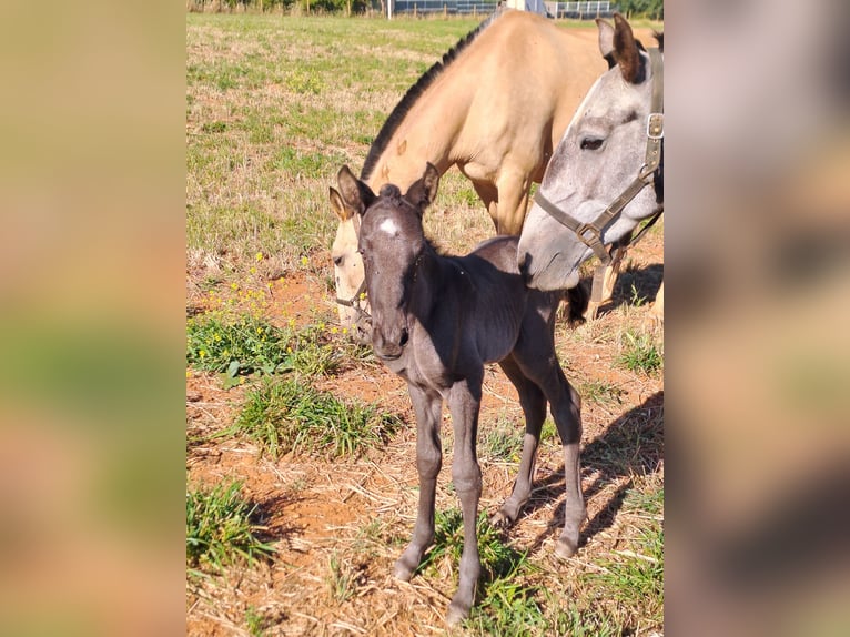 Lusitano Giumenta 5 Anni 160 cm Può diventare grigio in pera