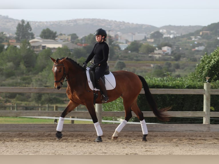 Lusitano Giumenta 5 Anni 161 cm Baio in Xabia/