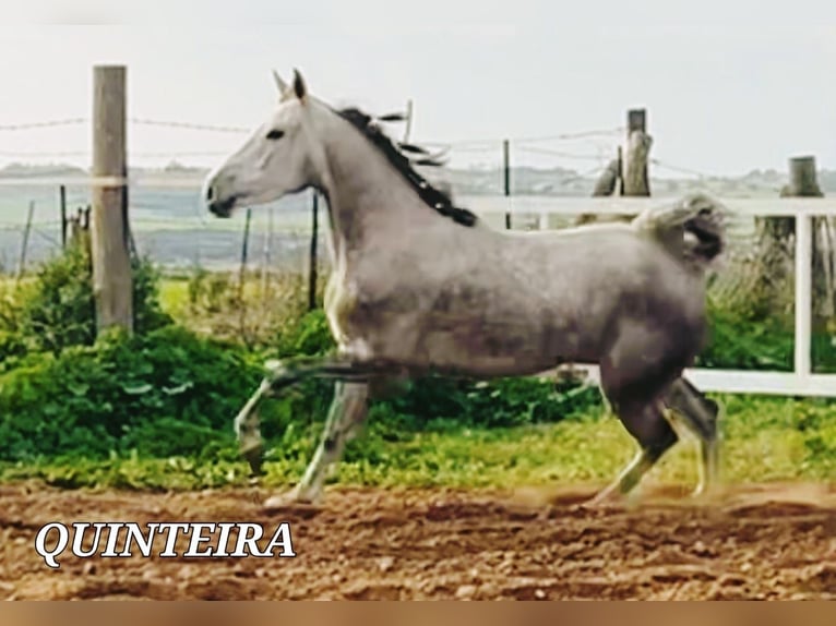 Lusitano Mix Giumenta 5 Anni 161 cm in Chiclana de la Frontera