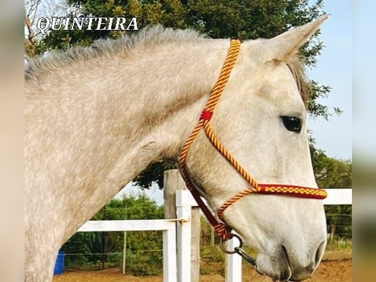 Lusitano Mix Giumenta 5 Anni 161 cm in Chiclana de la Frontera