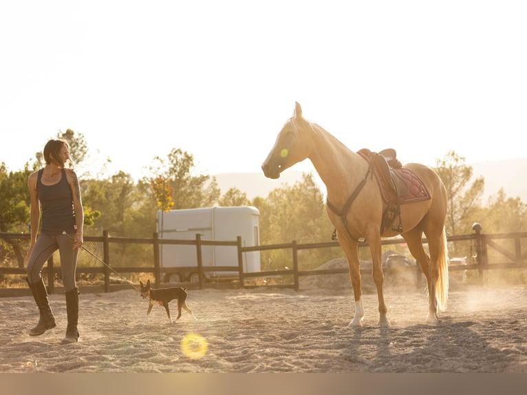 Lusitano Mix Giumenta 5 Anni 163 cm Palomino in Alcoi/Alcoy