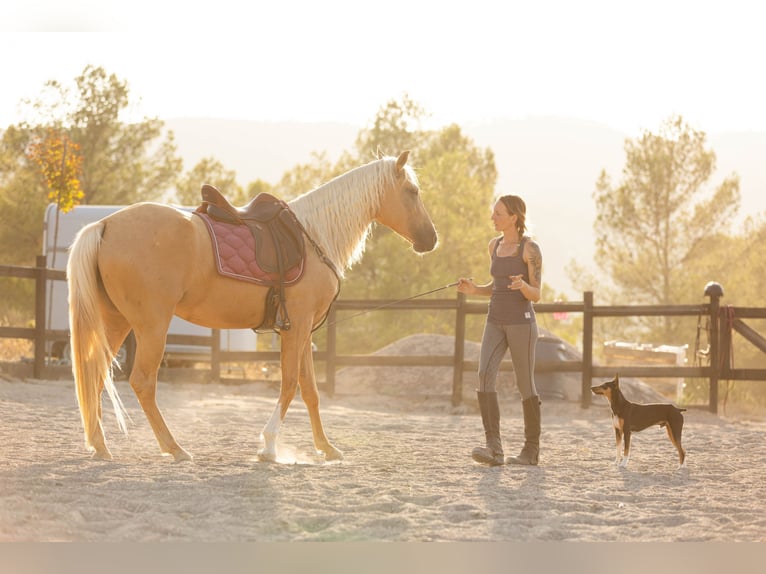 Lusitano Mix Giumenta 5 Anni 163 cm Palomino in Alcoi/Alcoy
