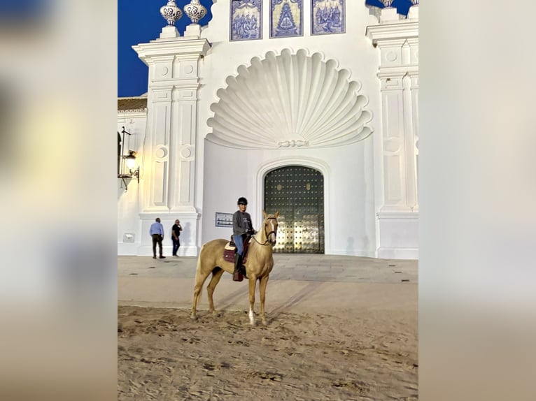 Lusitano Mix Giumenta 5 Anni 163 cm Palomino in Alcoi/Alcoy