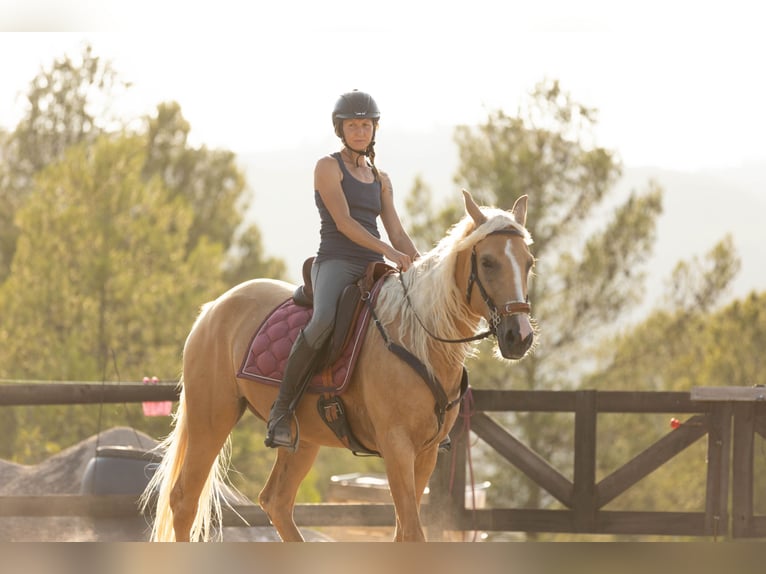 Lusitano Mix Giumenta 5 Anni 163 cm Palomino in Alcoi/Alcoy