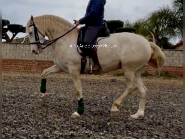 Lusitano Giumenta 5 Anni 163 cm Perlino in Sevilla