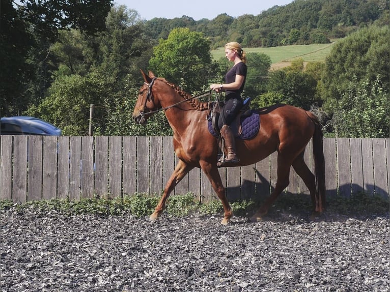 Lusitano Mix Giumenta 5 Anni 163 cm Sauro ciliegia in Mandelbachtal