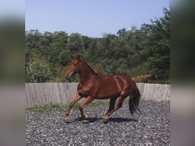 Lusitano Mix Giumenta 5 Anni 163 cm Sauro ciliegia in Mandelbachtal