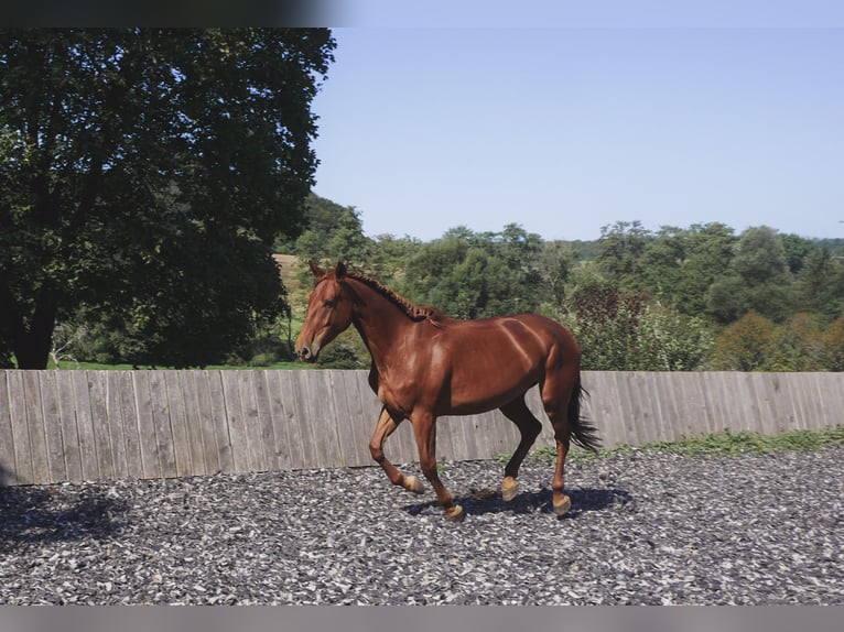 Lusitano Mix Giumenta 5 Anni 163 cm Sauro ciliegia in Mandelbachtal