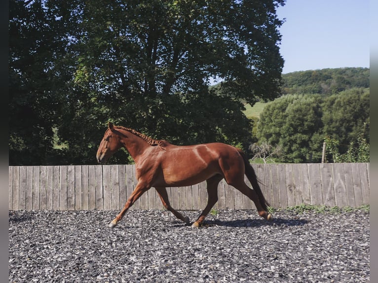 Lusitano Mix Giumenta 5 Anni 163 cm Sauro ciliegia in Mandelbachtal