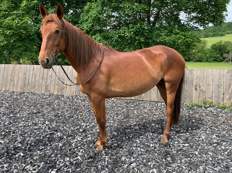 Lusitano Mix Giumenta 5 Anni 164 cm Sauro ciliegia in Mandelbachtal